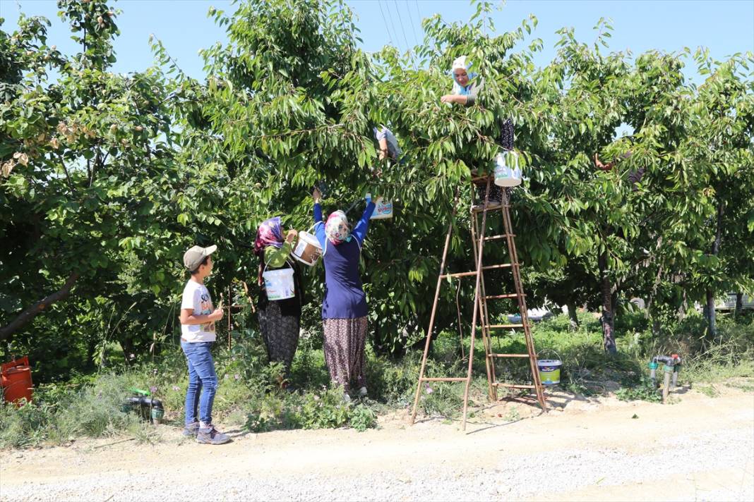 Konya'nın geç hasat edilen dünyaca ünlü ürünü coğrafi işaret yolunda 3